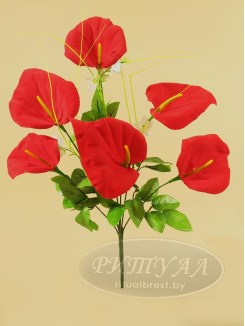 Калла бархат ВАЛЕНСИЯ